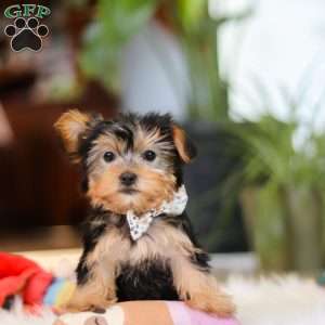 Hailey, Yorkie Puppy